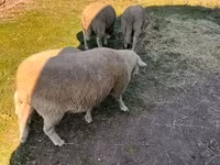 Baran, Owce — zdjęcie 7