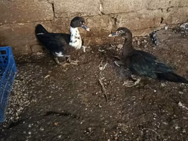 domaća muskovska patka