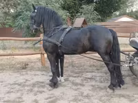 Cavalo, Friesian — foto 2