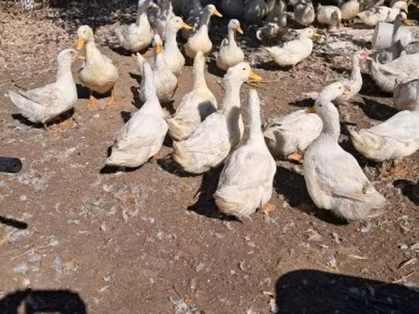 Ducks