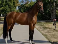 Kobyła, Hanoverian — zdjęcie 2