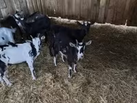 Kozioł, Kozy — zdjęcie 1