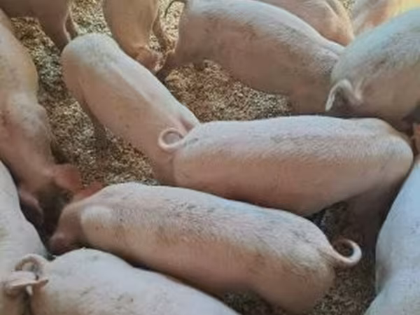 母猪, Pigs