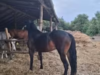 母马, Friesian — 照片 3