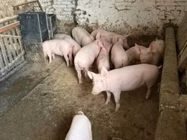 Porcs (lot, sexe non indiqué),  — Hongrie