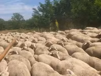 Ovca, Merino sheep — fotografija 1