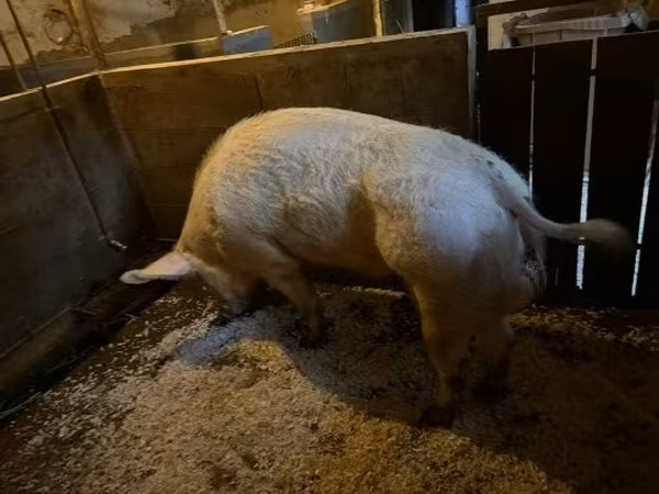 Knur,  — Węgry