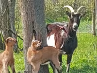 Goat, Goats — photo 2