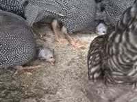 Guinea fowl — 写真 2