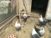 كوشين — الصورة 3