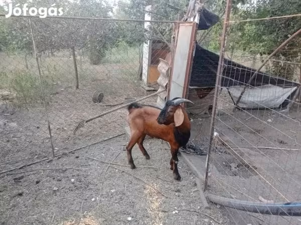 Козёл, Нубийская коза или англо-нубийская