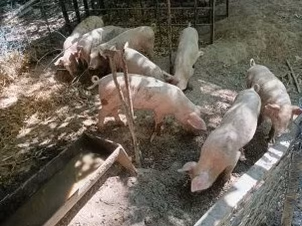 Vepar, Датский ландрас
