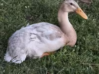 Ducks — الصورة 2