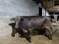Krava, Brahman — fotografija 4