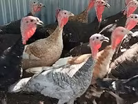 Turkeys — fotografija 1