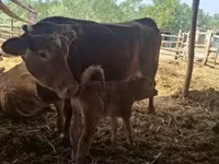 Vaca, Ganado vacuno — foto 5