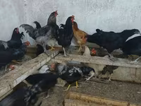 Australorp — fotografija 4