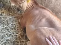 母牛, Jersey breed — 照片 3