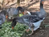 Geese — الصورة 8