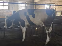 सांड, Simmental cattle — फ़ोटो 4