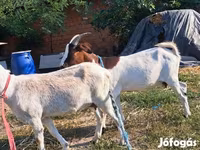Cabra, Cabras — foto 7