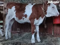 公牛, Limousin cow — 照片 6