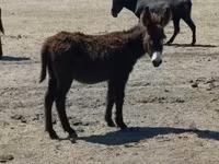 Cheval, Chevaux — photo 1