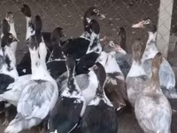 Ducks — fotografija 1