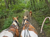 Pastuv, Pinto horses — fotografija 4