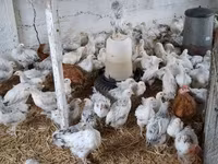 Chickens — Foto 2