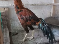 Chickens — fotografija 8