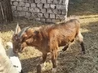 बकरा, बकरियाँ — फ़ोटो 2