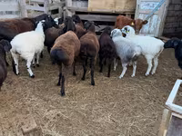 雄羊, Hissar sheep — 写真 2