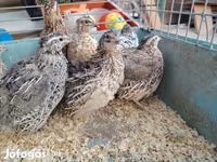 Quails — Foto 4