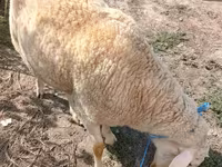 Ram, Assaf sheep — photo 2