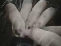 सूअर (लॉट, लिंग निर्दिष्ट नहीं) — फ़ोटो 1