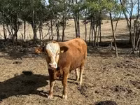公牛, Limousin cow — 照片 3