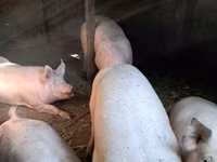 Boar, Pigs — photo 1
