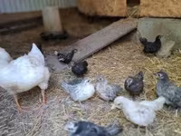 Chickens — الصورة 2