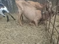 Kozioł, Kozy — zdjęcie 6