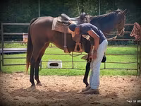 Kobila, Quarter Horse — fotografija 5