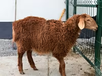 Sheep, Hissar sheep — photo 2