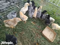 婆罗门鸡 — 照片 2