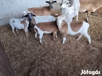 Ovejas (lote, sexo no especificado), Cameroon sheep — foto 2