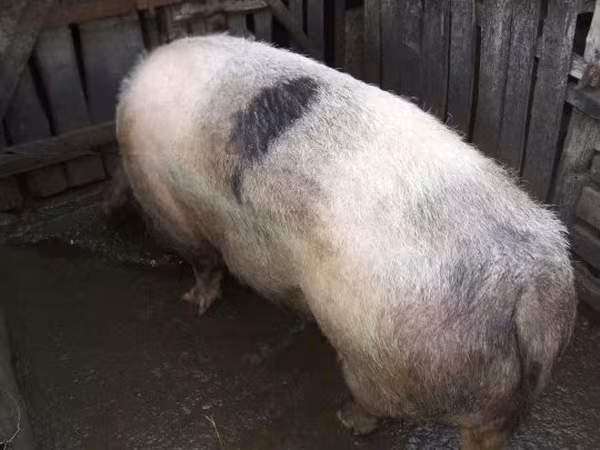 Porca, Porcos — Hungria