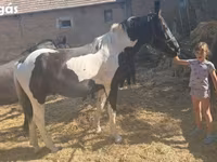 حصان, Nonius horse — الصورة 6