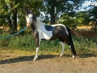 فرس, الخيول — الصورة 1