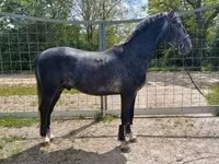 حصان, Lipizzaner — الصورة 3