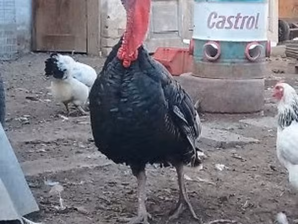 Turkeys