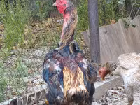 Derbiširska crvenokapa — fotografija 7
